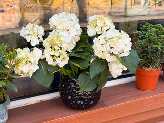 White hydrangea blooming in a black pot. Beauty, decoration, and natural freshness in everyday surroundings.