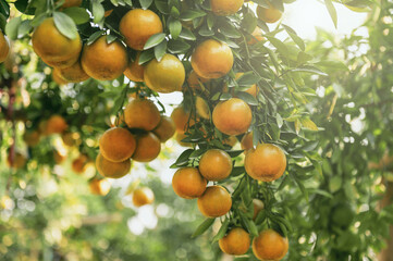 bunch of oranges hanging from  tree
