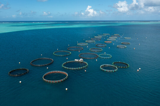 Aerial view of numerous circular aquaculture cages floating serenely on the turquoise and deep blue waters, Mahebourg, Grand Port District, Mauritius.