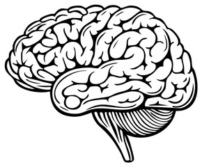 Anatomical illustration of the human brain in a detailed black and white graphic
