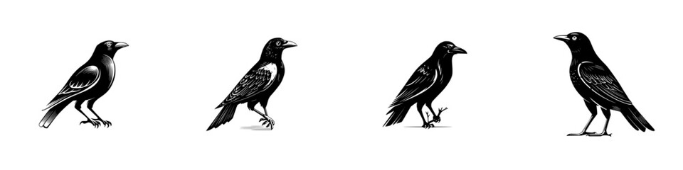 Collection of four black crow or raven birds in a graphic linocut style showing different poses isolated on a white background