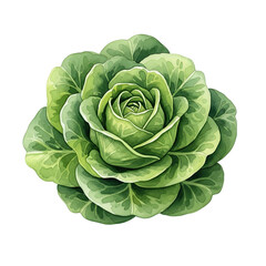 Fototapeta premium A detailed watercolor painting of a fresh green cabbage with layered leaves isolated on transparent background