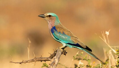 Naklejka premium A Lilac-breasted Roller perched