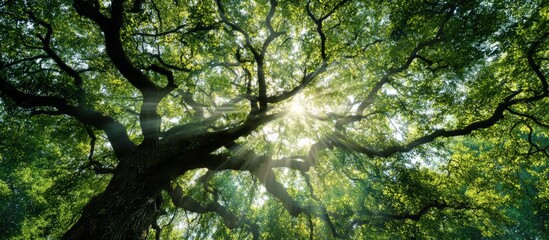 Tall Green Tree with Sunlight Filtering Through Branches in Forest