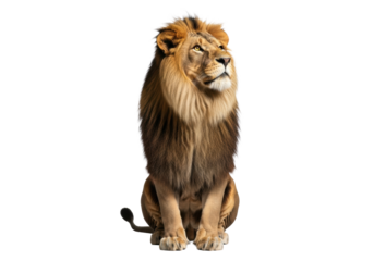 Adult male African lion with thick dark brown and golden mane, sitting upright, piercing golden eyes gazing up in a transparent studio background with copy space, concept of majestic power