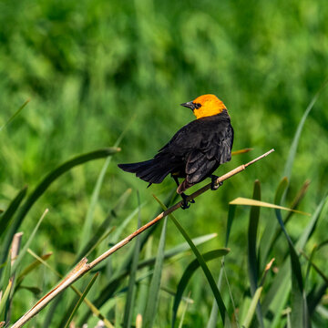 Yellow headed blackbird on Camas Prairie
