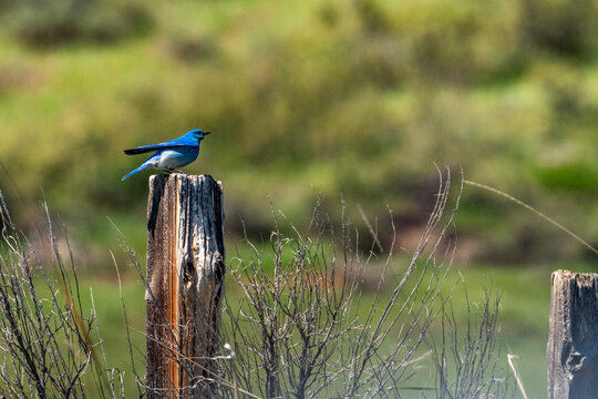 Bluebird perching on wooden post on Camas Prairie