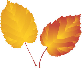Two and-drawn red-yellow autumn leaves on transparent background. 