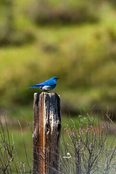 Bluebird perching on wooden post on Camas Prairie