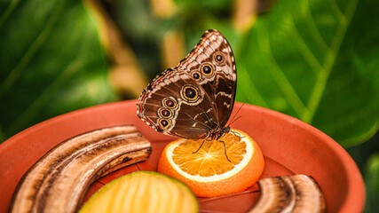 Owl butterfly sitting on a plate with exotic fruits