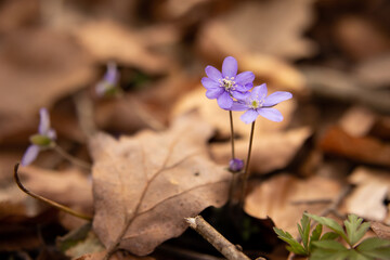 Przyłaszczka pospolita