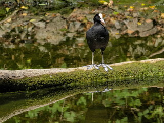 eurasian coot standing on a log at the edge of a pond