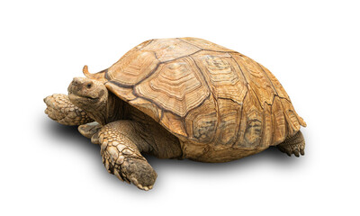 Tortoise isolated on transparent background. PNG Format