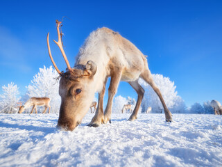 Reindeers. Animals beyond the Arctic Circle. Deer with antlers against a clear blue sky. Lapland, Finland. Winter wonderland. Scandinavian countries. Background, wallpaper, postcards