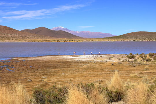 Flamingos in Red Lagoon, Laguna Vinto, altiplano of Bolivia - Powered by Adobe