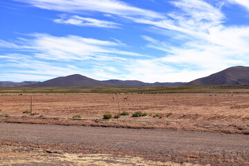 Wild vicunas in Bolivia, South America