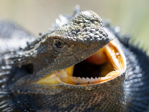 Close-up of bearded dragon lizard with mouth open