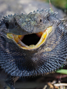 Close-up of bearded dragon lizard with mouth open