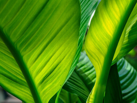 Close-up of backlit green leaves