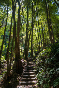 Rear view of woman walking up Fern Bower stairs