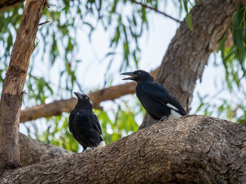 Two pied currawongs perching on gum tree