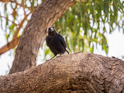 Pied currawong perching on gum tree