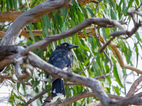 Pied currawong perching on tree branch