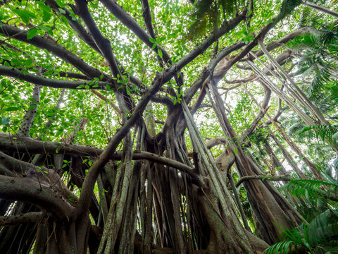Fototapeta Banyan trees and kentia palms growing in forest