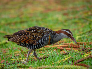Buff banded rail searching for food in grassy field