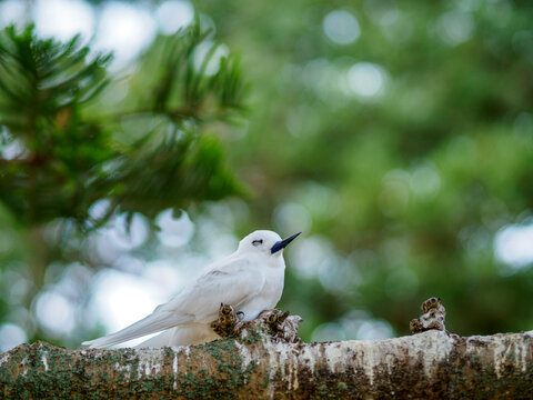 White tern perching on Norfolk pine branch
