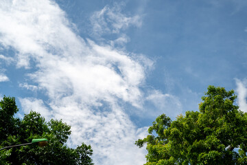 Vibrant green trees under a bright blue sky with white clouds.