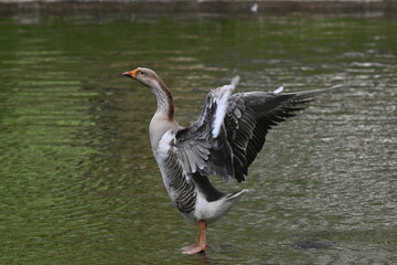 Um lindo ganso dando a sua graça no lago do jardim do Museu da República - Catete - RJ