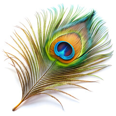 Fototapeta premium peacock feather isolated on white