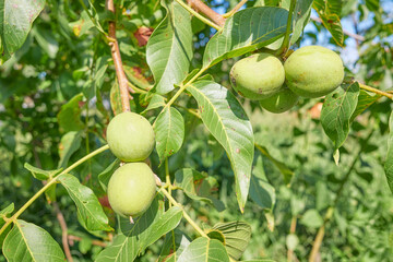 Close up photo of walnuts on a tree, selective focus.