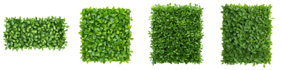 Fototapeta premium Lush green boxwood hedge panels with clean lines, perfect for landscaping and garden design, providing vibrant and fresh look