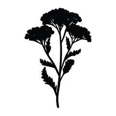 Download beautiful yarrow flower vector art silhouette illustration for graphic design projects today © VECTOR STORE