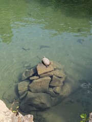 A turtle sunbathes on a pile of rocks in a clear green lake. A tranquil wildlife scene showcasing a peaceful moment in nature with fish visible in the calm water.