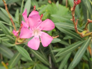 A beautiful pink oleander flower (Nerium oleander) in full bloom. This vibrant, delicate blossom stands out against the lush green leaves of the shrub in a summer garden.