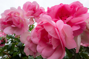 Close-up of vibrant pink roses in full bloom, surrounded by lush green leaves, creating a...