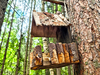 Rustic birdhouse resting on a tree trunk amidst lush green forest vegetation during bright daylight