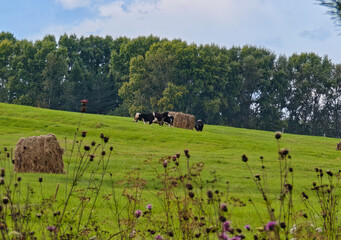 Cows on a green hillside with hay bales, summer rural landscape