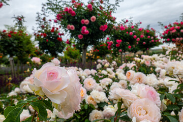 Close-up of vibrant pink and white roses in full bloom, surrounded by lush green leaves, creating a picturesque scene in a garden setting