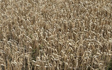 field of wheat