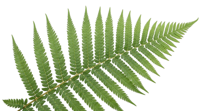 A single vibrant green fern frond with delicate pointed leaflets extending outwards in a symmetrical pattern showcasing nature's intricate design