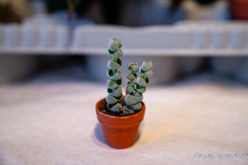 Einzigartige Crassula Buddha's Temple Sukkulente in einem kleinen Terrakotta-Topf