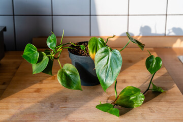Herzblatt-Philodendron mit Ranken auf einer Holz-Küchenarbeitsplatte