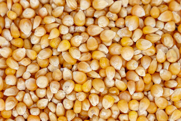 The fresh natural corn seeds 