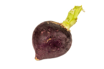 single purple radish isolated on the white background