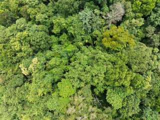 Tropical forests can absorb large amounts of carbon dioxide from the atmosphere.