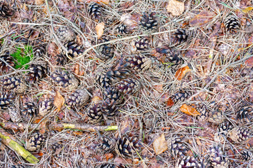 Pine cones lie on the ground in the forest in early autumn